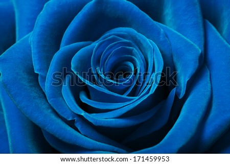 Close Up Image Of Beautiful Blue Rose