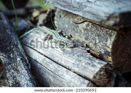 Photo of a lizard lying on the logs. Picture taken with a small focal length. In focus only lizards muzzle. Everything else is blurred.
