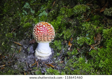 Amanita muscaria, commonly known as the fly agaric  or fly amanita , is a poisonous fungus.