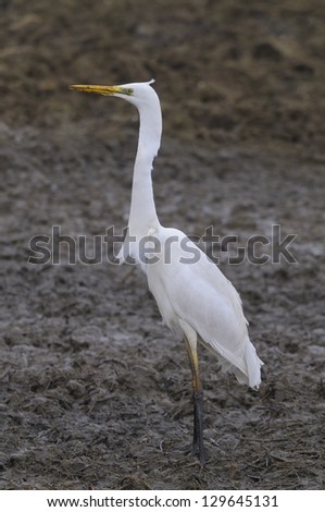 The Great Egret (Ardea alba), Great White Egret, Common Egret, Large Egret or Great White Heron