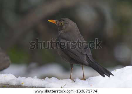 Common Blackbird (Turdus merula ) - female