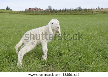 Lamb in a meadow (Ovis aries)