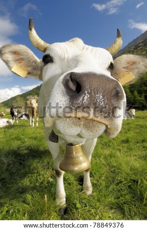 white and funny cow