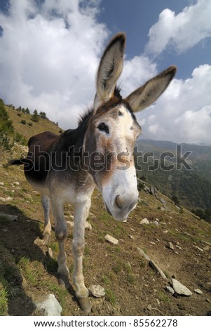 funny donkey, Equus africanus asinus