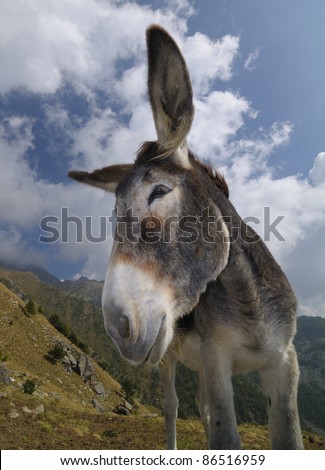funny donkey, Equus africanus asinus