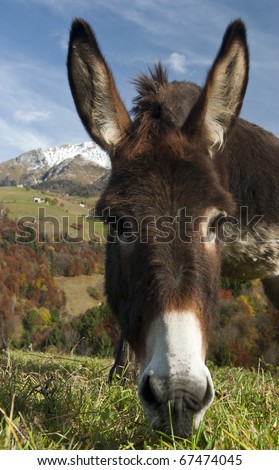 Funny donkey in autumn