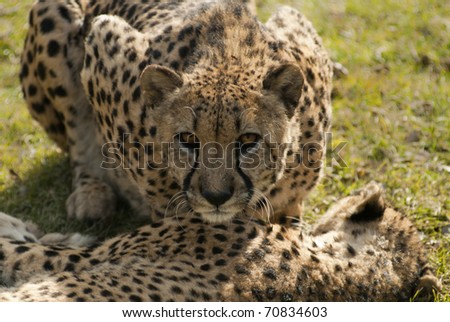 Mum cheetah protect her son