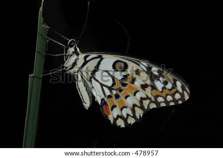 Side view of the lime butterfly papilio demoleus, left side