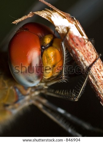Close-up of a dragonfly perched on a stick