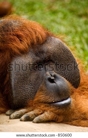 Male orangutan at the Safari Park in Cisarua, Indonesia  contains noise at larger sizes