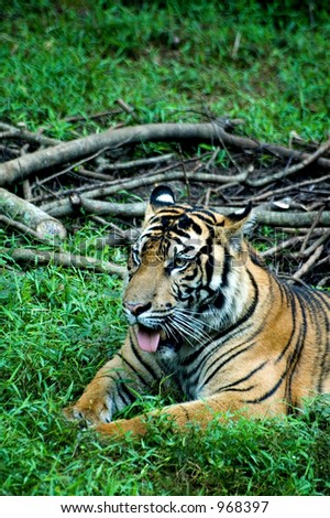 Sumatra Tiger at the Jakarta zoo with tongue out (image contains some noise)