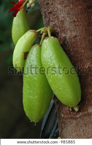 Averrhoa bilimbi fruit, used as vegetable in Southeast Asia