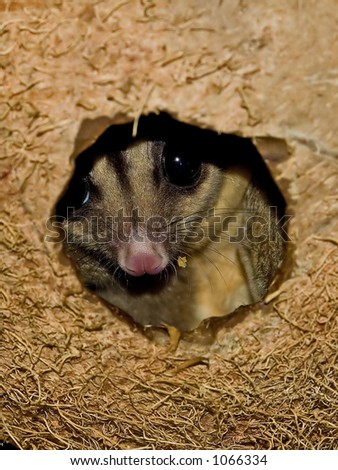 Sugar glider (Petaurus breviceps) a gliding squirrel-like marsupial peeking from inside coconut