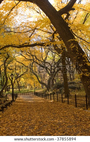 Beautiful trees in Central Park with leaves changing colors in the fall