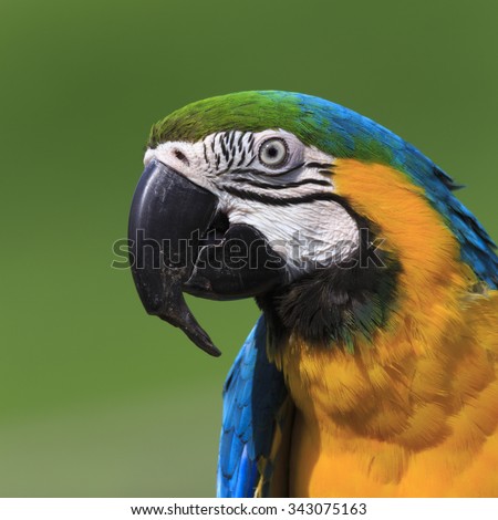 The blue-and-yellow macaw (Ara ararauna), also known as the blue-and-gold macaw, is a large South American parrot with blue top parts and yellow under parts.