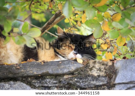 calico cat, sleeping at the wall. In germany, this kind of cat is called 