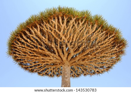 Yemen. Socotra island. Crown of Dragon tree