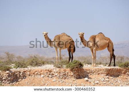 Two camels in the prairie of Socotra island, Yemen.