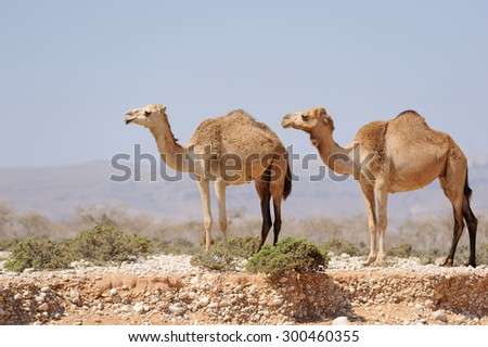 Two camels in the prairie of Socotra island, Yemen.
