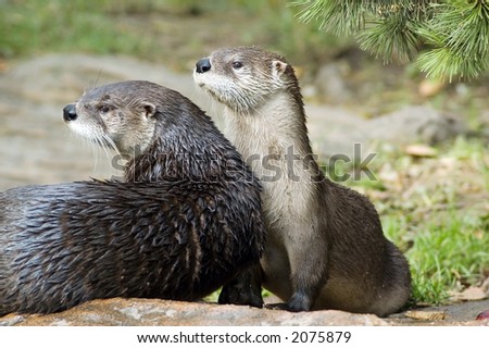animal, beast, canadensis, carnivore, close-up, closeup, detail, fauna, lutra, mammal, otter, zoo, zoology, two, couple