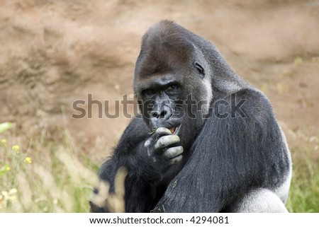 Portrait of lowland gorilla male primate eating grass