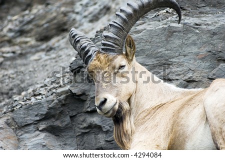 Portrait of West-Caucasian Ibex male animal