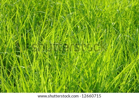 Blades of grass in late afternoon sunlight, good for a background