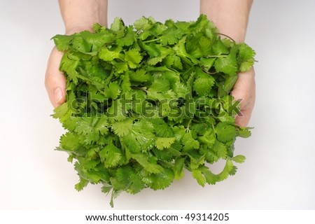 hands holding a bunch of cilantro, also called coriander or chinese parsley, scientific name coriandrum sativum