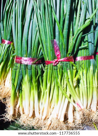 A neat row of spring onions bundled with red elastic ready for sale at the market.