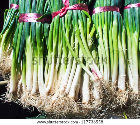 A neat row of spring onions bundled with red elastic ready for sale at the market.