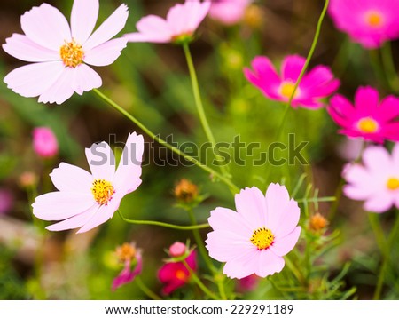 Little pink daisy vibrant color