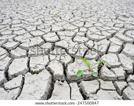 Dry cracked earth with plant struggling for life, drought, background