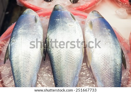 fish sell at fish market