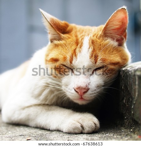 stock photo : lie cat. Save to a lightbox . Please Login.