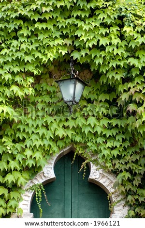 An old entry way covered with ivy...only the old lamp stands out.