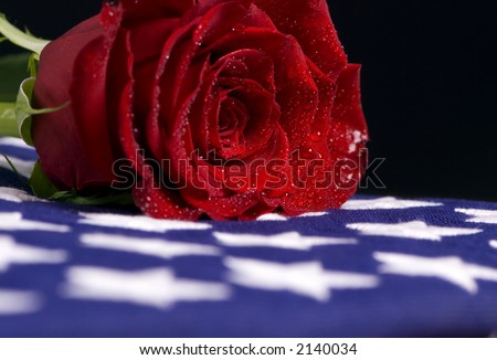 A lone red rose sheds tears for the a fallen love one