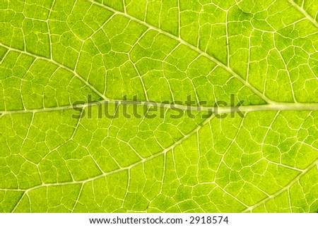 The underside of a leaf up close reveals the patterns of the veins that make it up.