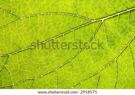 The underside of a leaf very close up reveals the veins and patterns that make it up.