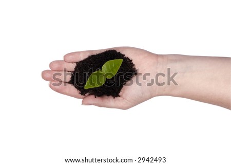 A single out stretched hand with a new seedling in it. Spring time, new life, growth. Clipping path