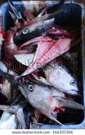 Tuna fish heads on the fish market, Close up shot