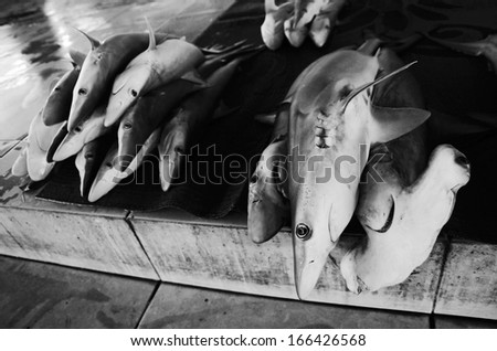 Dead sharks on the fish market, Dramatic close up shot in black and white