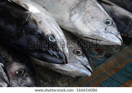 Tuna fish on the fish market, Close up shot