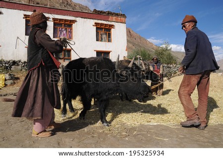 LADAKH, INDIA - SEPTEMBER 17: Local people process cereal harvest during the main harvest season on September 17, 2012. The majority of the local population are descendant of Tibetan.