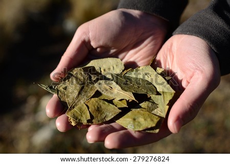 Coca leafs in the hands, close up image, shallow depth of field