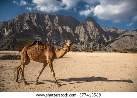 Wild walking Camel in mountains, Musandam peninsula, Oman, Arabia