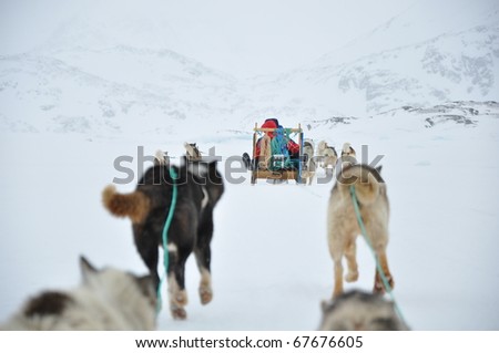 Freedom of dog sledging near the Kulusuk village, winter,Greenland