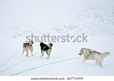 Dog sledging trip in cold snowy winter, running dogs,Kulusuk village,Greenland