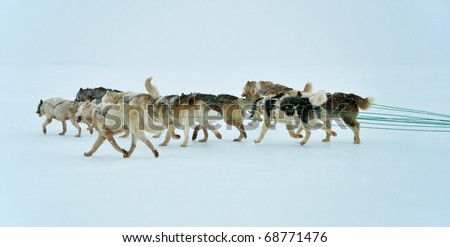 Dog sledging trip in cold snowy winter, running dogs, Kulusuk village, Greenland