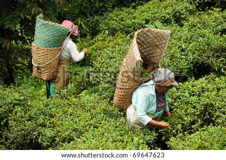 DARJEELING, INDIA - AUGUST 20: Women pick tea leafs on the famous Darjeeling tea garden during the monsoon season on August 20, 2010. The majority of the local population are immigrant Nepalis. INDIA