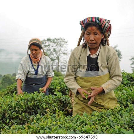 DARJEELING, INDIA - AUGUST 20: Women picks tea leafs on the famous Darjeeling tea garden during the monsoon season on August 20, 2010. The majority of the local population are immigrant Nepalis. INDIA